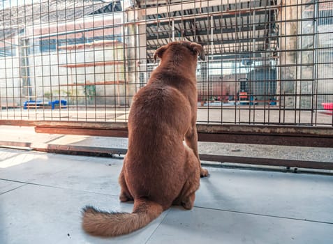 Back view of lonely sad abandoned stray dog behind the fence at animal shelter. Best human's friend is waiting for a forever home. Animal rescue concept