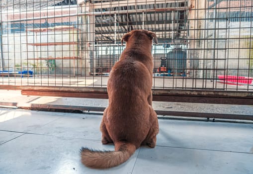 Back view of lonely sad abandoned stray dog behind the fence at animal shelter. Best human's friend is waiting for a forever home. Animal rescue concept