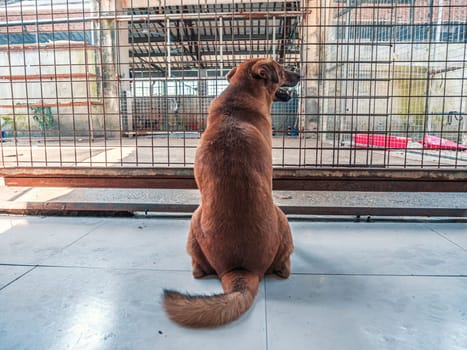 Back view of lonely sad abandoned stray dog behind the fence at animal shelter. Best human's friend is waiting for a forever home. Animal rescue concept