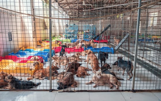 Lonely sad abandoned stray dogs behind the fence at animal shelter. Best human's friends waiting for a forever home. Animal rescue concept