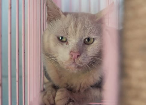 Close-up shot of homeless stray cat living in the animal shelter. Shelter for animals concept