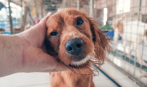 Male hand petting stray dog in pet shelter. People, Animals, Volunteering And Helping Concept.