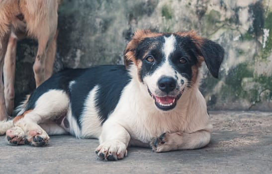 Lonely sad abandoned stray dog laying on the floor at animal shelter. Best human's friend is waiting for a forever home. Animal rescue concept