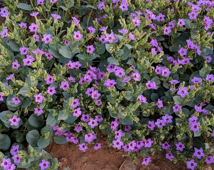 The 4 O'Clock plant blooms in the spring in the Northern Arizona desert.