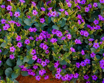 The 4 O'Clock plant blooms in the spring in the Northern Arizona desert.
