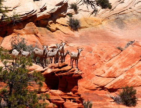 A HERD OF CURIOUS BIGHORN SHEEP ARE SAFELY PERCHED ON A ROCK OUTCROPPING AT ZION NATIONAL PARK,UTAH
