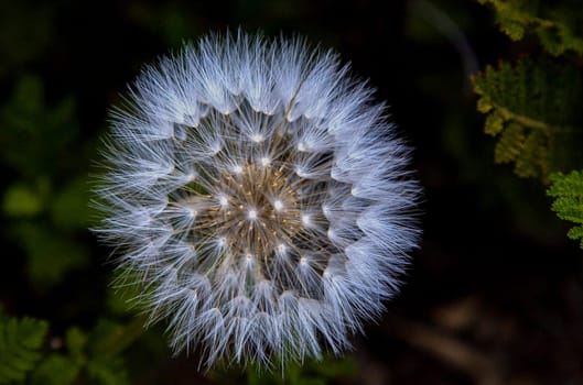 A DANDELION IN THE SIERRA NEVADA MOUNTAINS SPROUTS ITS SEEDS