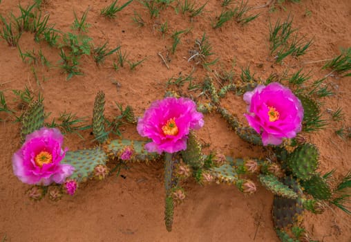 Cactus Wildflowers are blooming at South Coyote Buttes at Vermillion Cliffs National Monument, Arizona