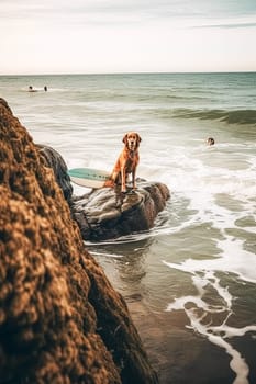 A dog is sitting on a surfboard with a blue collar. The dog is looking at the camera