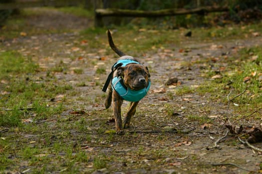 Staffordshire terrier walks in the park on a leash