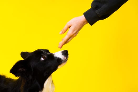 Caucasian woman training a border collie dog. Concept of relationship between human and animal.