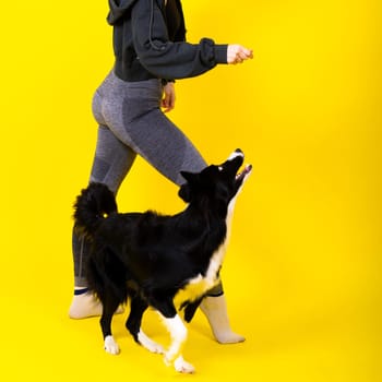 Caucasian woman training a border collie dog. Concept of relationship between human and animal.