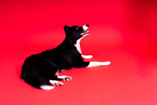 Happy black dog border collie portrait on a yellow and red background