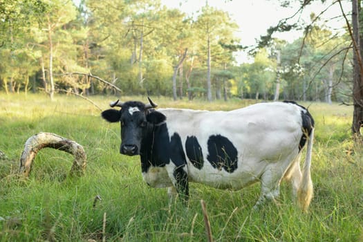 Spotted cow grazing in the meadown in Normandy, France