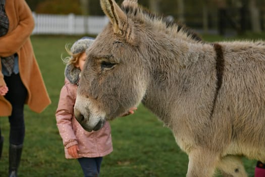 A little girl looking at a pony at the farm