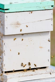 Honey bees return to the honey hive.