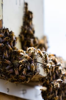 Installation of bee hives at new location.