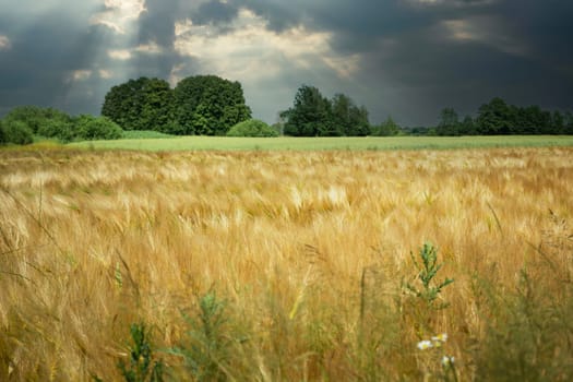 Golden barley field and cloudy sky, June day in eastern Poland