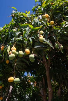 Ripe yellow and green nispero fruit growing on a tree. Japanese loquat, asian tropical fruit. Japanese medlar in the wild nature of Tenerife, Canary islands, Spain. Summer or autumn nature wallpaper