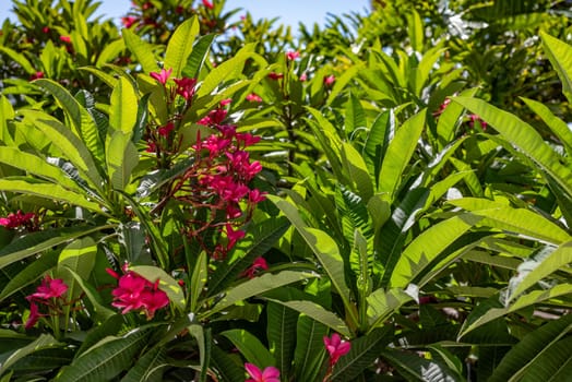 Pink flowers of plumeria rubra or frangipani on green leaves background on a sunny day. Backlit foliage of a tropical plant. Summer nature wallpaper