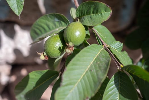 Guave fruit growing on a tree branch among green leaves. Psidium guajava, common guava, lemon guava or apple guava getting ripe in the sunlight