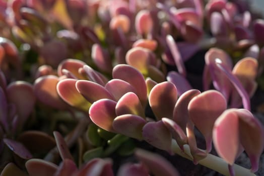 Purple leaves background. Sunlit magenta and green foliage of a creeping jade, trailing jade, weeping jade or kleinia petraea. Sunny summer nature wallpaper. Jade trepador closeup