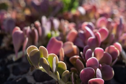 Purple leaves background. Sunlit magenta and green foliage of a creeping jade, trailing jade, weeping jade or kleinia petraea. Sunny summer nature wallpaper. Jade trepador closeup