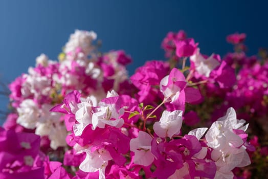 White and pink flowers of bougainvillea on blue sky background on a sunny day. Miss universe type. Sunlit pink flowers closeup. Exotic flora of Tenerife, Canary islands, Spain. Summer nature wallpaper