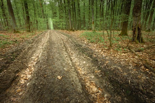 Dirt road in the green spring forest, eastern Poland