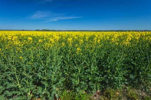 Yellow rapeseed field and blue sky, eastern Poland