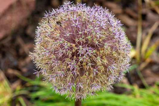 Ornamental flowering purple onion in botanical gardens . High quality photo