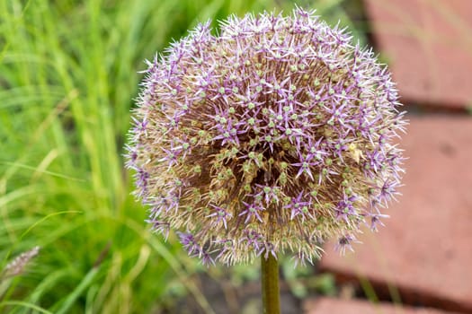 Ornamental flowering purple onion in botanical gardens . High quality photo