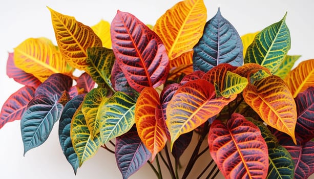 A close-up of the intricate leaves of a Croton plant. High quality photo