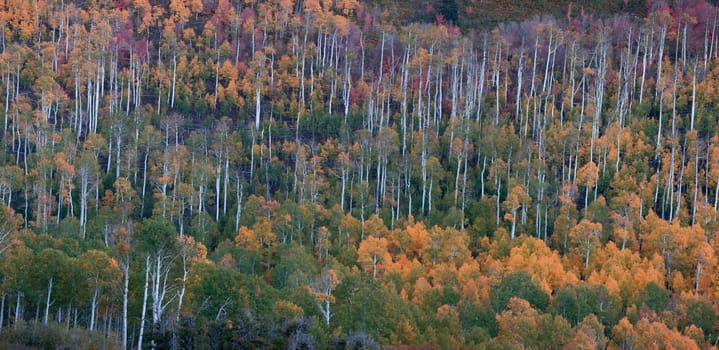 Fall colors have arrived with the bright colors from the Aspen tree forests at Kolob Terrace adjacent to Zion National Park, Utah