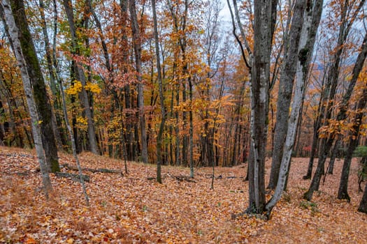 Fall colors have arrived along North Carolina's Blue Ridge Parkway.