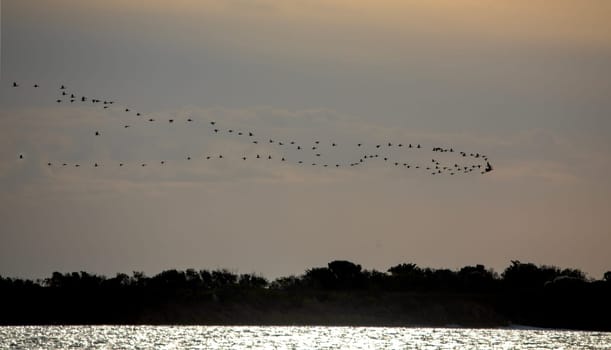 Canada Geese fly in formation at Oregon Inlet at Cape Hatteras Natioal Seashore., North Carolina