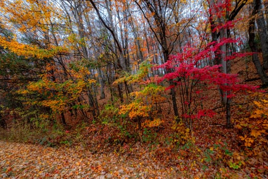 Fall colors have arrived along North Carolina's Blue Ridge Parkway.
