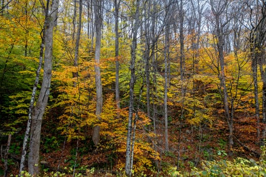 Fall colors have arrived in rural New Hampshire.