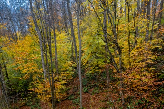 Fall colors have arrived in rural New Hampshire.