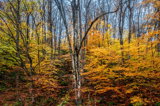 Fall colors have arrived in rural New Hampshire.