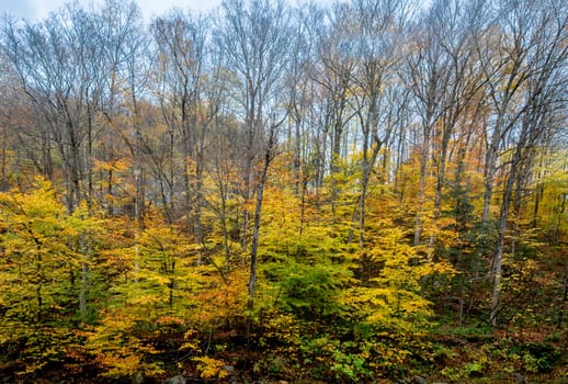 Fall colors have arrived in rural New Hampshire.