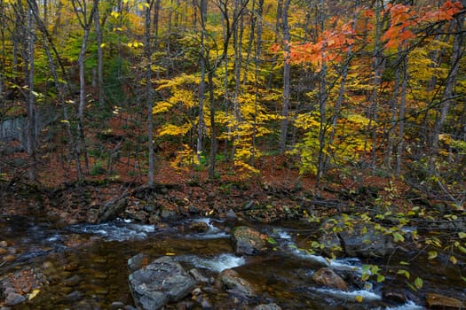 Fall colors have arrived in rural New Hampshire.