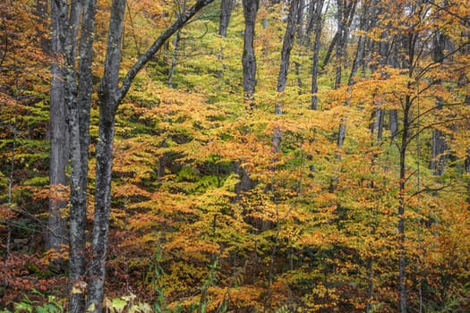 Fall colors have arrived in rural New Hampshire.