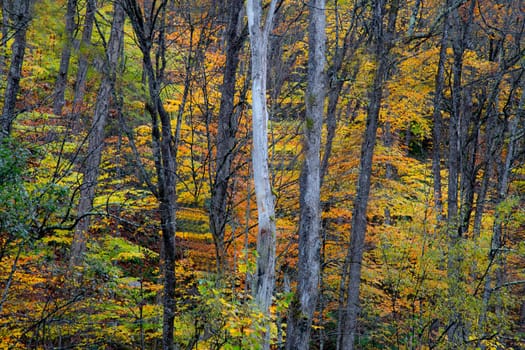 Fall colors have arrived in rural New Hampshire.