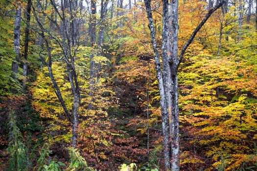 Fall colors have arrived in rural New Hampshire.