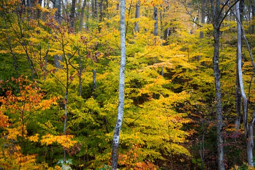 Fall colors have arrived in rural New Hampshire.