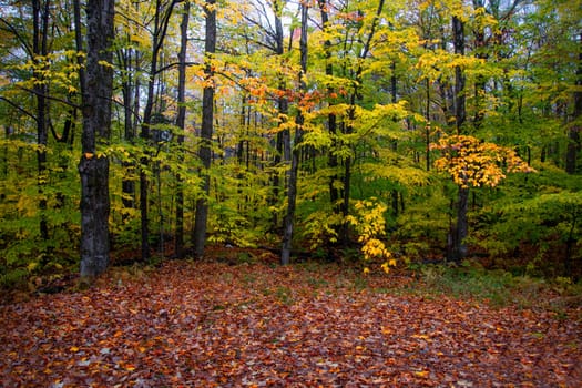 Fall colors have arrived in rural New Hampshire.