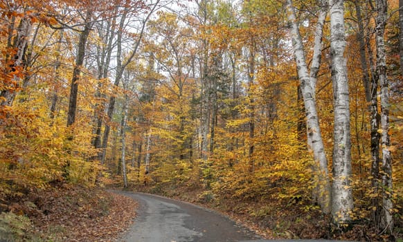 Fall colors have arrived in rural New Hampshire.