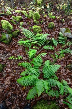 Ferns and Moss grow in a forest in rural New Hampshire