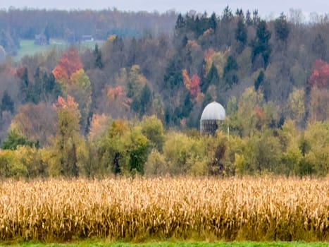 Fall colors have arrived in the countryside of a driveway in upstate New York